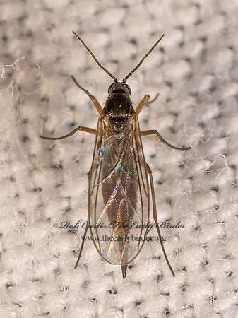 Sciaridae FUNGUS GNAT 8042577-