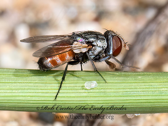 Senotainia SATELLITE FLY 8040739z