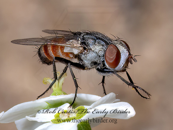Senotainia SATELLITE FLY 8039973z