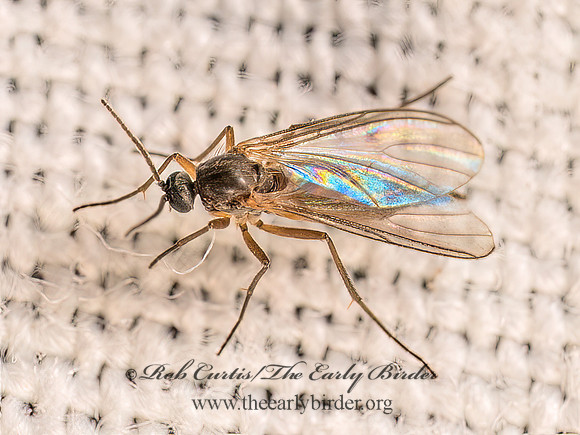 Sciaroidea DARK-WINGED FUNGUS GNAT 8042595z