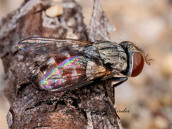 Senotainia SATELLITE FLY 8040795z