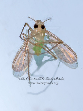 Tanytarsini NON-BITING MIDGE 8042524i