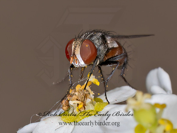Senotainia SATELLITE FLY 8040882z