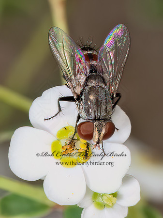 Senotainia SATELLITE FLY 8040879z