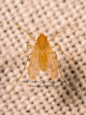 Tanypodinae ORANGE MIDGE 8042373
