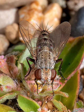Taxigramma~ SATELLITE FLY 8041536z