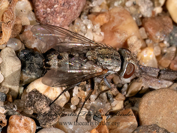 Taxigramma~ SATELLITE FLY 8041524z