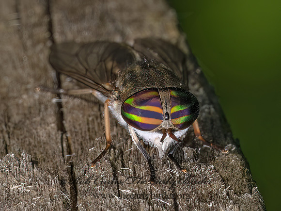 Tabanus lineola STRIPED HORSE FLY 9097840z