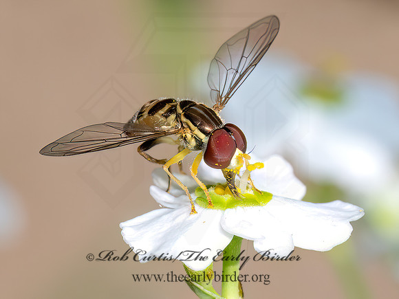 Toxomerus geminatus EASTERN CALLIGRAPHER 8039965z