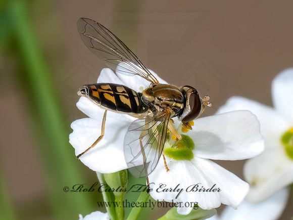 Toxomerus marginatus MARGINED CALLIGRAPHER 8039974z