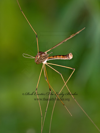 Tipula (Platytipula) CRANE FLY 8041639z