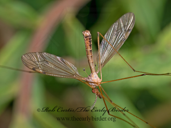Tipula (Platytipula) CRANE FLY 8041640z