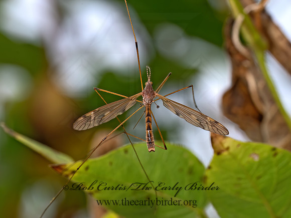 Tipula (Platytipula) CRANE FLY 8041643z