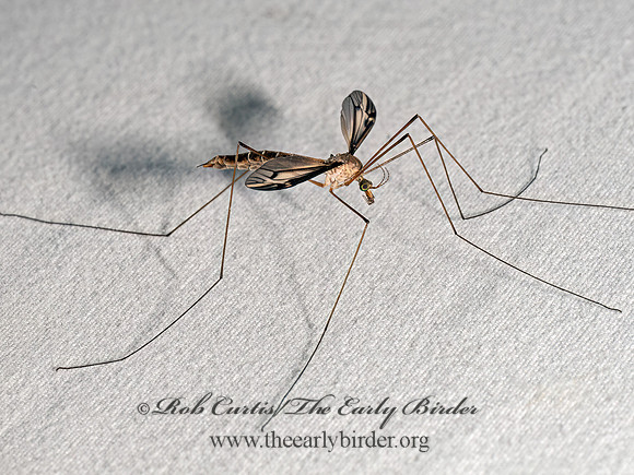 Tipula (Yamatotipula) CRANE FLY 9097948z