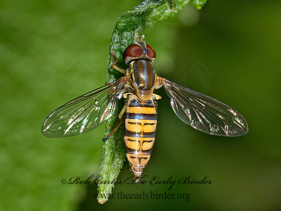 Toxomerus politus STRIPED HOVER FLY 8040042z