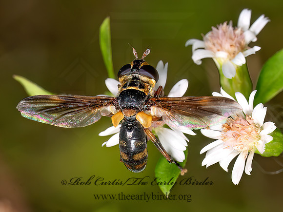 Trichopoda plumipes GYMNOSOMATINI TACHINID FLY 8042152z