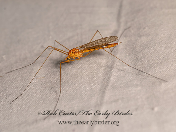 Nephrotoma ferruginea FERRUGINOUS TIGER CRANE FLY 8042680i
