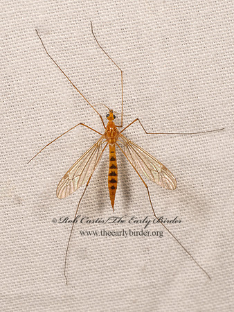 Nephrotoma ferruginea FERRUGINOUS TIGER CRANE FLY 8042218i