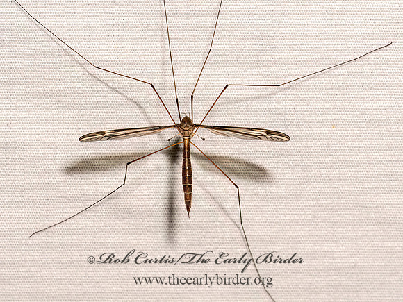 Tipula (Yamatotipula) CRANE FLY 9098042z
