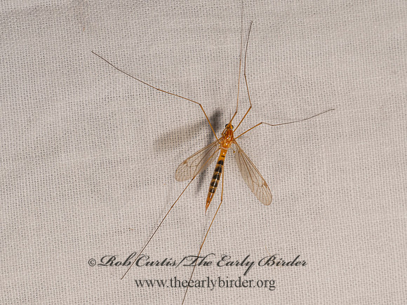 Nephrotoma ferruginea FERRUGINOUS TIGER CRANE FLY 8042677i