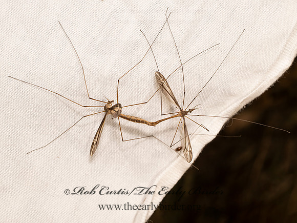 Tipula (Yamatotipula) CRANE FLY 8042394i