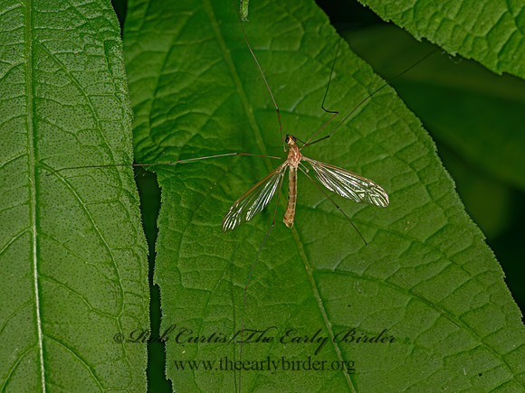 Nephrotoma dorsalis complex TIGER CRANE FLY 9079280z-