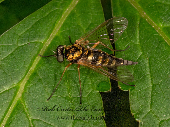 Chrysopilus ornatus ORNATE SNIPE FLY 9080014