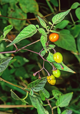 Solanum dulcamara  BITTERSWEET NIGHTSHADE 213122z