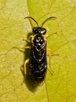 Aneugmenus flavipes COMMON SAWFLY 9097788z