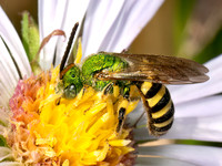 0 New Hymenoptera (wasps, bees, ants)