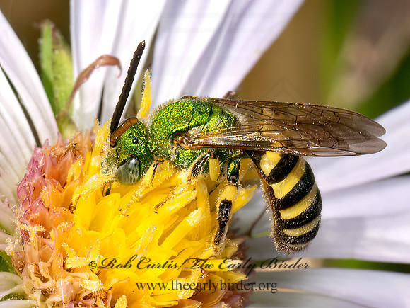 Agapostemon virescens BICOLORED AGAPOSTEMON 8042062z