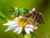 Agapostemon virescens BICOLORED SWEAT BEE 8041378z