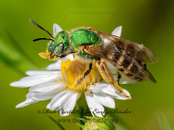 Agapostemon virescens BICOLORED SWEAT BEE 8041378z