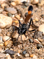 Ammophila pictipennis THREAD-WAISTED WASP 8041475z