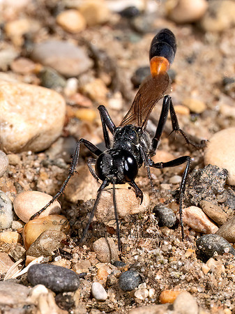 Ammophila pictipennis THREAD-WAISTED WASP 8041475z