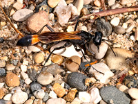 Ammophila pictipennis THREAD-WAISTED WASP 8041458z