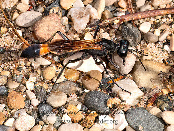 Ammophila pictipennis THREAD-WAISTED WASP 8041458z