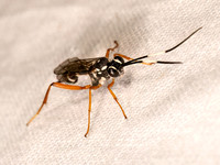 Agonocryptus discoidaloides ZEBRA ICHNEUMON 8042323z