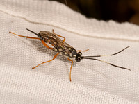 Agonocryptus discoidaloides ZEBRA ICHNEUMON 8042238i