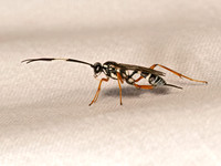 Agonocryptus discoidaloides ZEBRA ICHNEUMON 8042240z