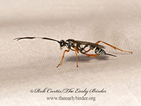 Agonocryptus discoidaloides ZEBRA ICHNEUMON 8042240z