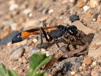 Ammophila pictipennis THREAD-WAISTED WASP 8041505z