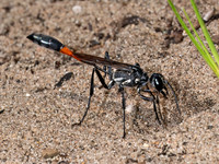 Ammophila procera THREAD-WAISTED WASP 8039777z
