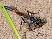 Ammophila procera THREAD-WAISTED WASP 8039784z