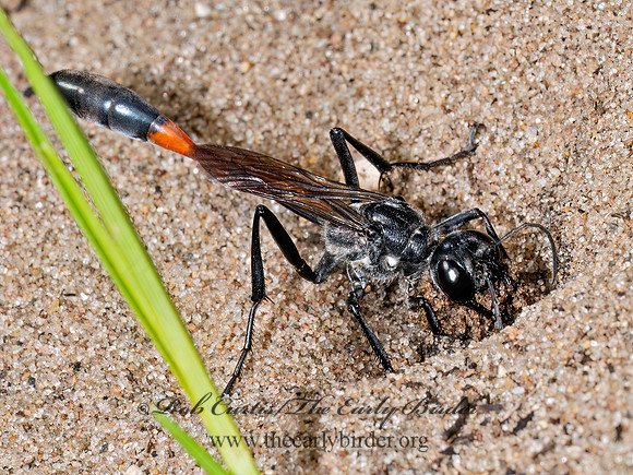 Ammophila procera THREAD-WAISTED WASP 8039784z