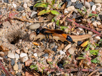 Ammophila pictipennis THREAD-WAISTED WASP 8041538z