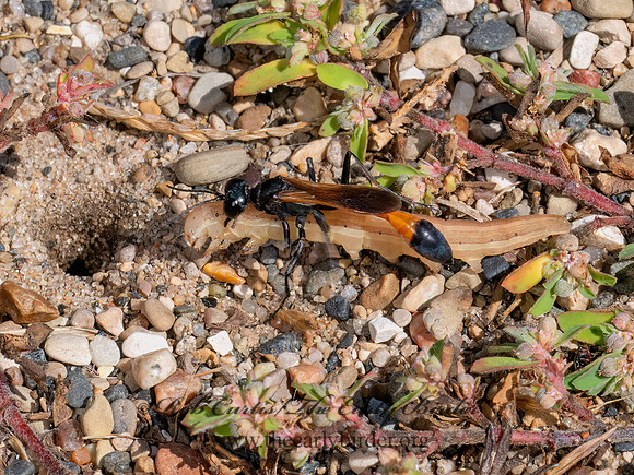 Ammophila pictipennis THREAD-WAISTED WASP 8041538z