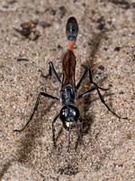Ammophila procera THREAD-WAISTED WASP 8039785z