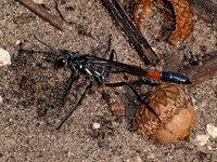 Ammophila procerus THREAD-WAISTED WASP 8041057z