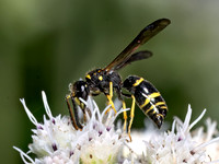 Ancistrocerus adiabatus BRAMBLE MASON WASP 8040044z